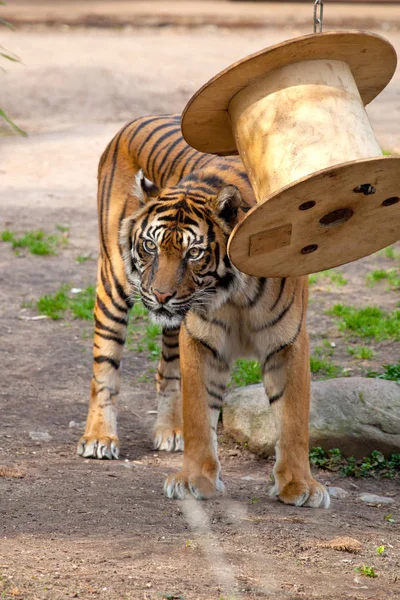 Beau Tigre Assis Sur Une Surface Pavée Dans Zoo — Photo