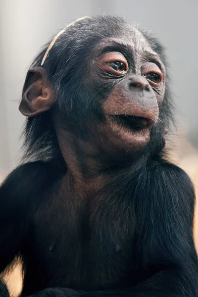 Little Baby Chimpanzee Monkey Sits Sad Expression Looking Camera — Stock Photo, Image