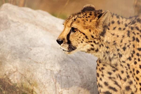 Vigilant Gepard Closeup Photograph Taken Zoo — Stock Photo, Image