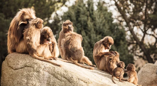 阿拉伯狒狒属阿拉伯 Pavian 关闭在动物园的肖像 — 图库照片