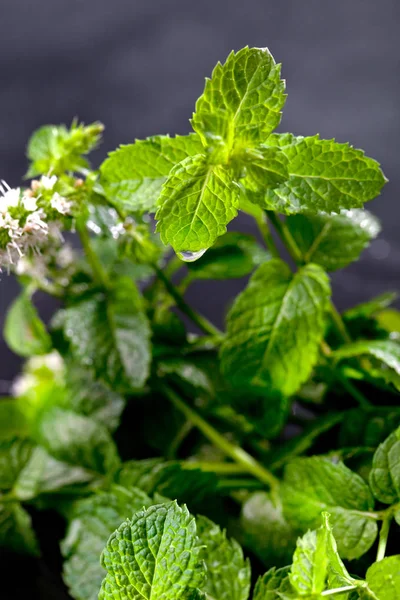 Menta Fresca Lascia Erba Tavolo Pietra Vista Dall Alto Con — Foto Stock