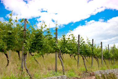 Üzüm ve üzüm erken yaz, Kraliyet bağ