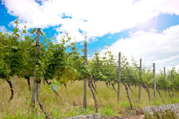 ブドウ畑と初夏 ロイヤルのブドウ園のブドウ — ストック写真