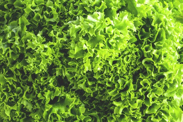 Zavřete Zeleného Salátu Koncept Zdravého Životního Stylu Diety — Stock fotografie