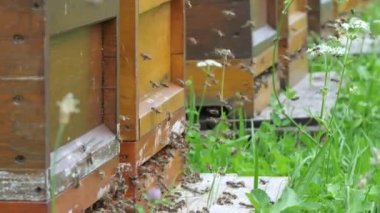Satır, arı kovanı Bahçe arı ile 
