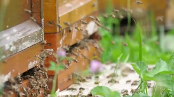 Fila Colmena Con Abejas Jardín — Vídeo de stock