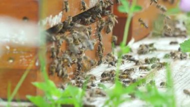 Satır, arı kovanı Bahçe arı ile 