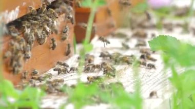 Satır, arı kovanı Bahçe arı ile 