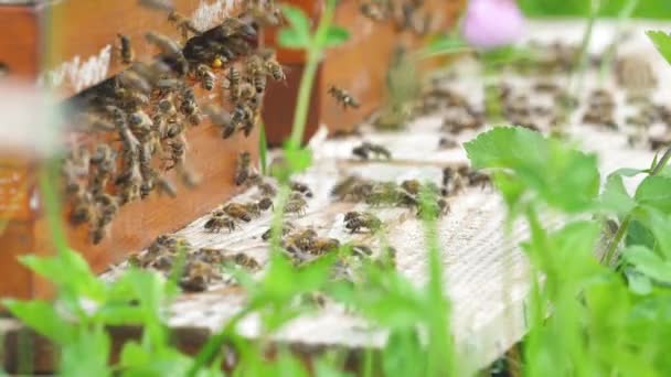 Řada Včelího Úlu Včely Zahradě — Stock video