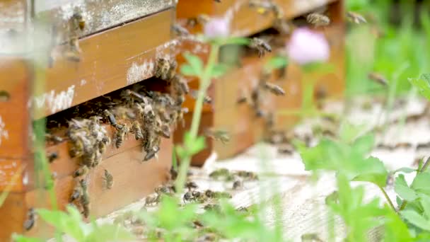 Ruche Abeilles Avec Des Abeilles Dans Jardin — Video