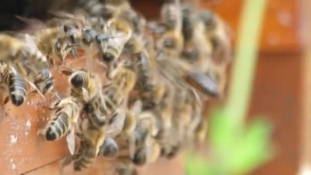 ミツバチの巣箱でミツバチのショットを閉じる — ストック動画