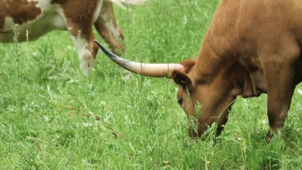 Beslag Van Bruin Koeien Grazen Een Groene Weide — Stockvideo