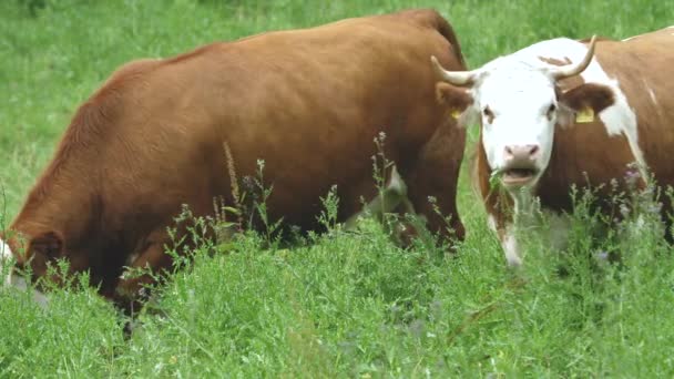 Manada Vacas Marrons Pastando Prado Verde — Vídeo de Stock