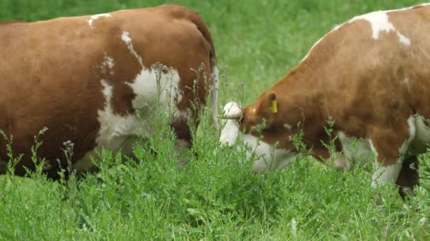 Manada Vacas Marrons Pastando Prado Verde — Vídeo de Stock