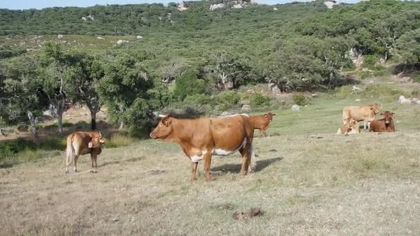 Troupeau de vaches curieuses debout sur une prairie verte 