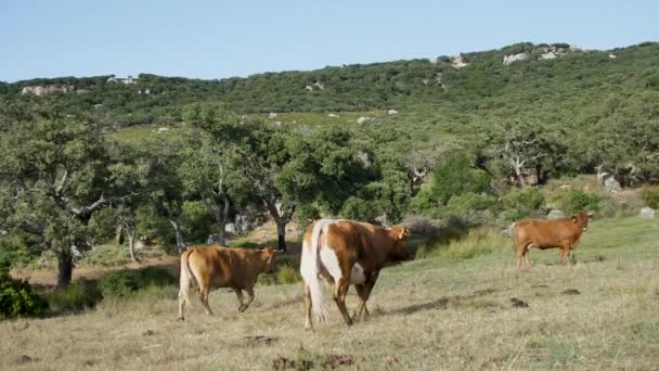 Kudde Nieuwsgierige Koeien Permanent Een Groene Weide — Stockvideo