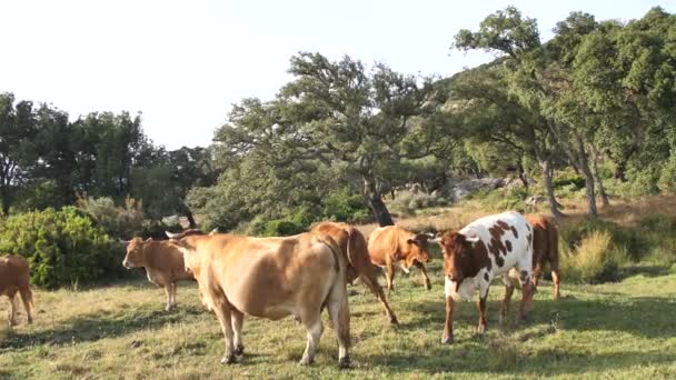 Herd Curious Cows Standing Green Meadow — Stock Video