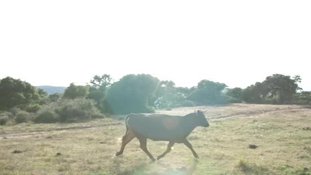 Herd Koeien Grazen Een Groene Weide — Stockvideo