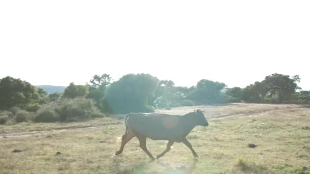 Besättning Kor Som Betar Grön Äng — Stockvideo