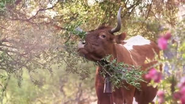 Brun Med Bell Betar Grön Äng — Stockvideo