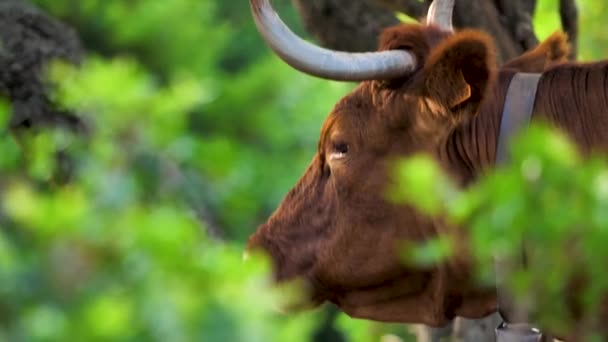 Close Tiro Vaca Marrom Com Sino Prado Verde — Vídeo de Stock