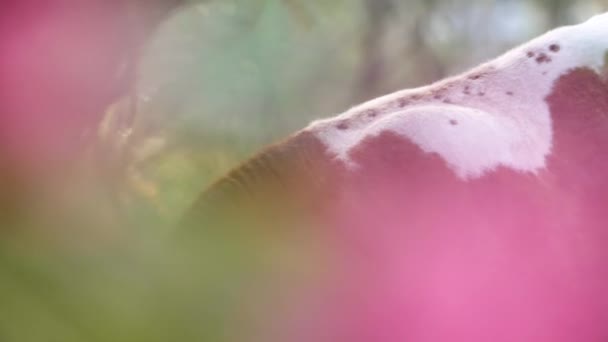 Yeşil Çayır Üzerinde Çan Ile Kahverengi Çekim Yakın Seçici Odak — Stok video