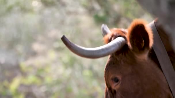 Close Tiro Vaca Marrom Com Sino Prado Verde — Vídeo de Stock