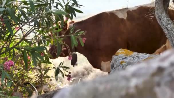 Vaca Marrom Com Sino Prado Verde — Vídeo de Stock