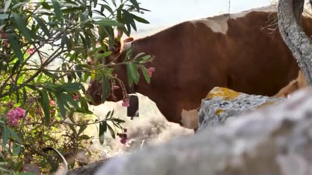 Vache brune avec cloche sur une prairie verte 