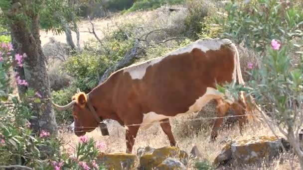 Yeşil Çayır Üstünde Çan Olan Kahverengi Inek — Stok video
