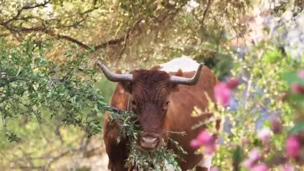 Bruine Koe Met Bel Een Groene Weide — Stockvideo