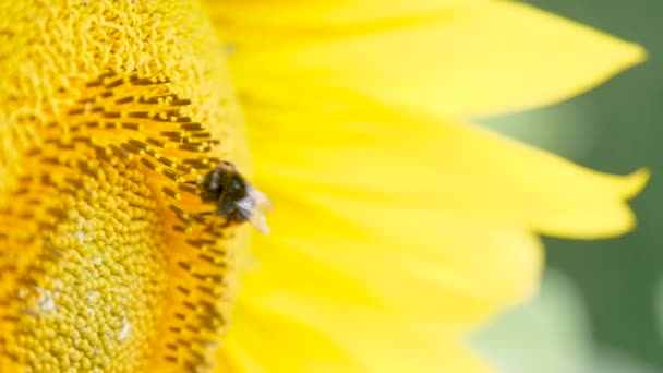 Close Zicht Bij Mooie Gele Zonnebloem — Stockvideo