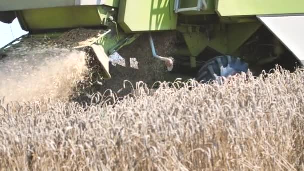 Zemědělský Stroj Sklizeň Obilnin Polích — Stock video