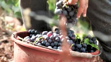 Üzüm bağında kırmızı üzüm toplayan bir adamın kırpılmış görüntüsü. 