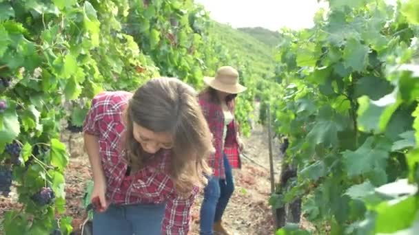Lindas Jovens Mulheres Que Recolhem Uvas Frescas Vinha — Vídeo de Stock