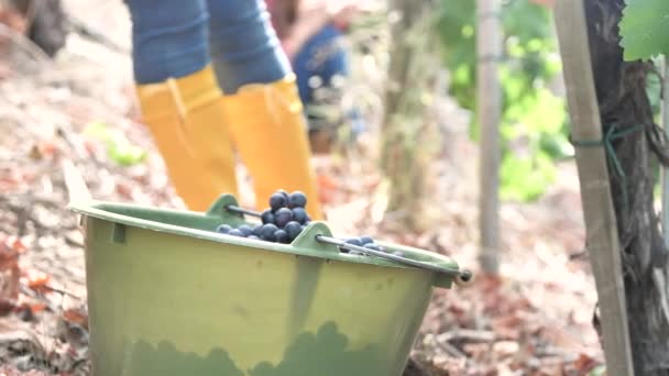 Beskärda Skott Ung Kvinna Skörda Röda Druvor Vingården — Stockvideo