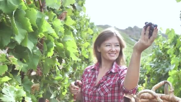Belle Jeune Femme Cueillant Des Raisins Frais Vignoble — Video