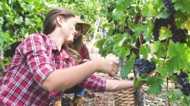 Açık havada bağ üzüm hasat güzel genç kadın