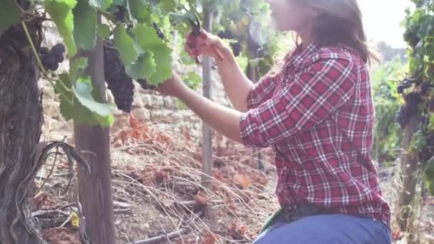 Mulher Bonita Reunindo Uvas Frescas Vinha — Vídeo de Stock