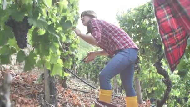 Schöne Junge Frauen Beim Sammeln Frischer Trauben Weinberg — Stockvideo