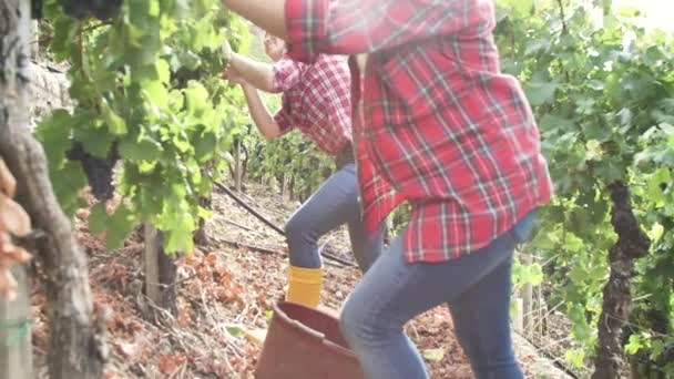 Krásné mladé ženy získávání čerstvých hroznů na vinici