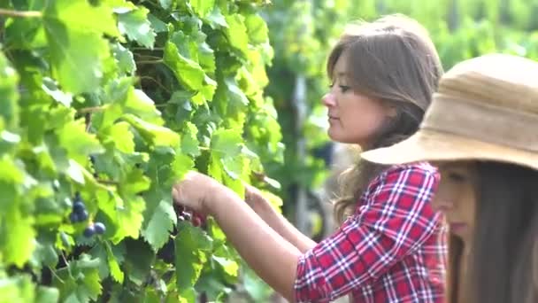 Beautiful Young Women Gathering Fresh Grapes Vineyard — Stock Video