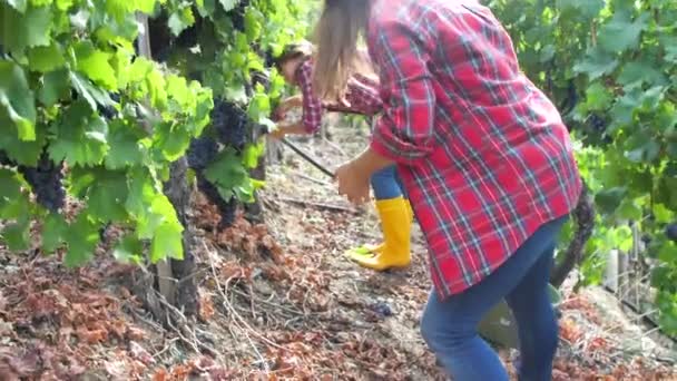 Hermosas Mujeres Jóvenes Recogiendo Uvas Frescas Viñedo — Vídeos de Stock