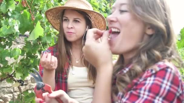 ブドウ園で赤いブドウを収穫するチェッカーシャツを着た2人の若い女性 — ストック動画