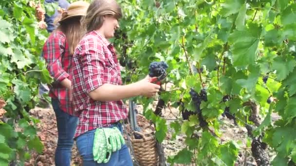 美しい若い女性の屋外の畑でブドウを収穫 — ストック動画