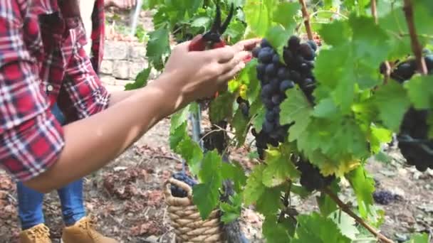 美丽的年轻妇女收获葡萄户外葡萄园 — 图库视频影像
