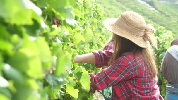 Hermosas Mujeres Jóvenes Cosechando Uvas Aire Libre Viñedo — Vídeo de stock