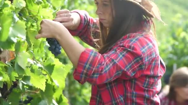 Wanita Muda Yang Cantik Panen Anggur Luar Ruangan Kebun Anggur — Stok Video