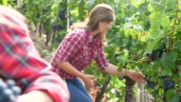 Beautiful Young Women Harvesting Grapes Outdoors Vineyard — Stock Video