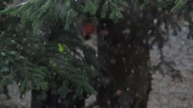 Profesyonel Oduncu Kış 'ta Büyük Ağaç Kesiyor 